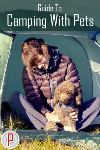 Guide to Camping With Pets